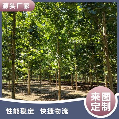 法桐苗木暢銷全國，優(yōu)質基地助力綠化建設