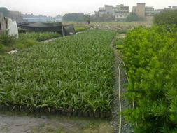 湖南苗木批發(fā)產品展示——走進花卉世界網