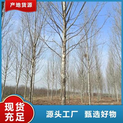 優(yōu)選翌昊造型法桐 寧夏地區(qū)優(yōu)質(zhì)法桐苗木推薦